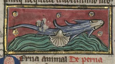 Perna as a fish with a shell attached to its side