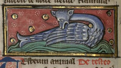 Testium as a dragon-like fish biting itself