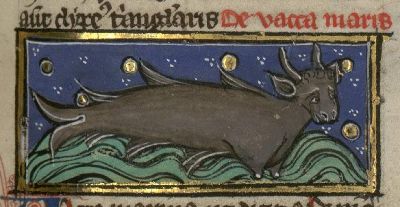 Sea cow with horns and udders