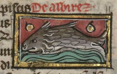 Albirez as an angry-looking fish