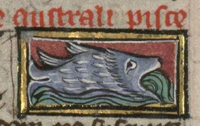 Australis fish swallowing water