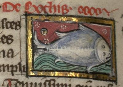 Bothis, a flat river fish