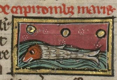 Capitones with a red head