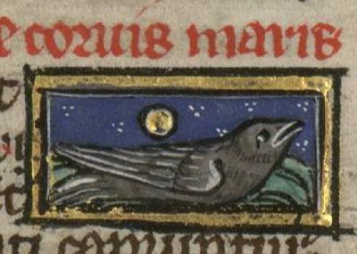 Sea-raven as a bird floating on  the water