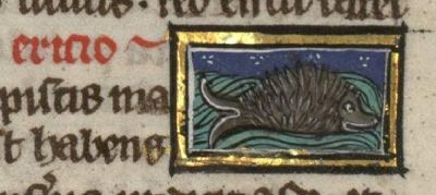 Sea-urchin fish with a spiny back