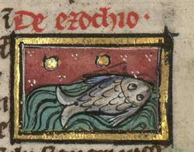 Flying fish wing wing-like fins