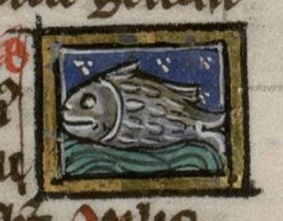 Megaris as a fat little fish