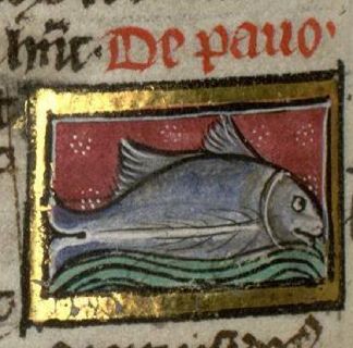 Sea-peacock as a generic blue fish