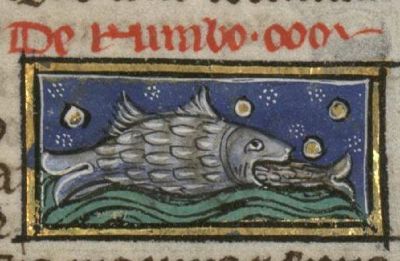 Turbot, large fish eating a small fish