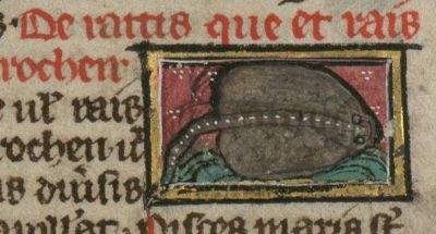 Rav fish with a stinger