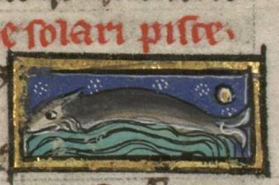 Sunfish basking in the sun