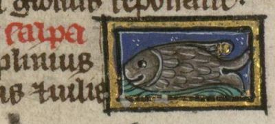 Salpa as a generic fish