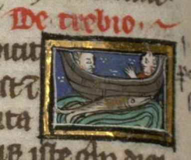 Trebius fish piercing a ship