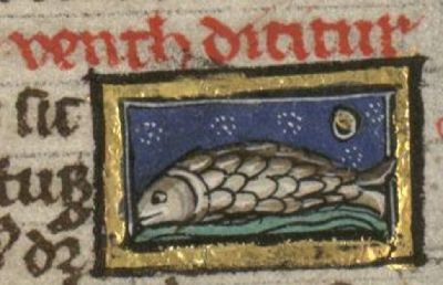 Bitterling as a gerineric fish