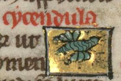 Glow-worm as a flying insect