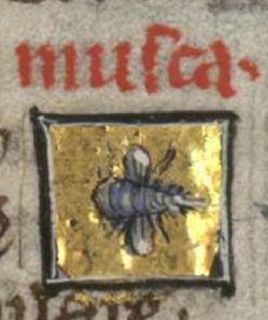 Fly with a beak like a hollow reed