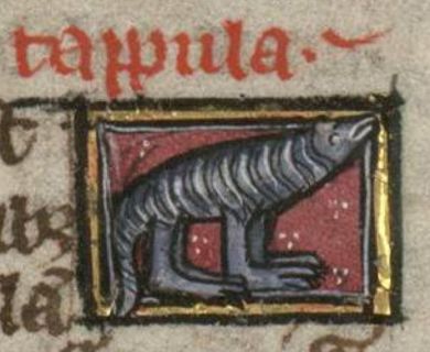 Tapula, a four footed insect