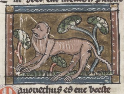 Mammonetus with hands as feet