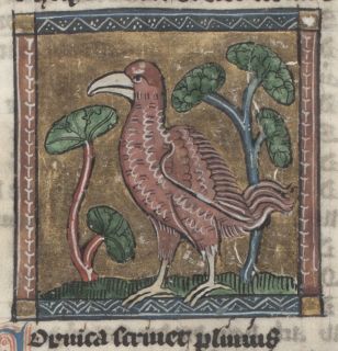 Cornica, a large bird with few feathers