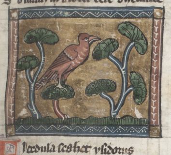 Figpecker perched in a fig tree