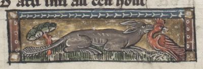 Polecat attacking a hen