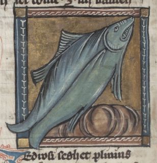 Zedrosis as a large blue fish