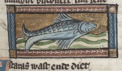 Astaraz as a blue fish