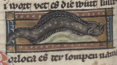 Bortbothis as an eel-like fish