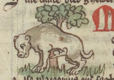 Musquelibet rubbing musk on a tree