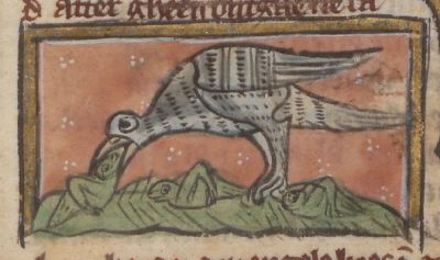 Zelencides eating locusts