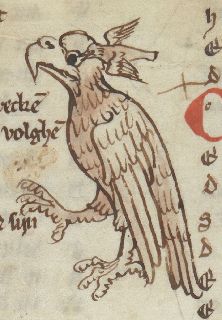 Trochilus attacking an eagle