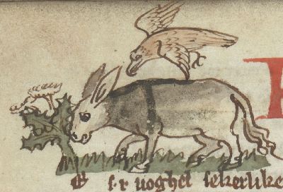 Titmouse attacking an ass