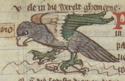 Porphirio with one clawed foot and one webbed foot