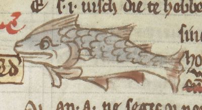 Sturgeon with its scales turned toward its moutn