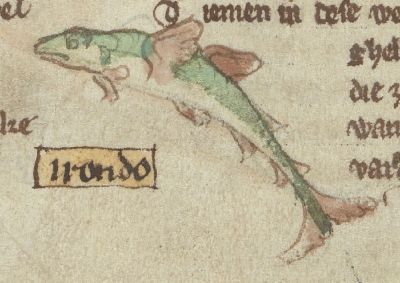 Sea-swallow as a fish with small wings