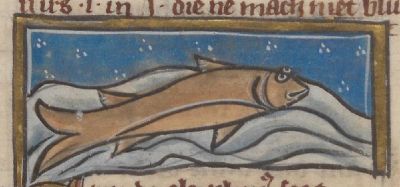 Uranoscopus with its eyes on top of its head