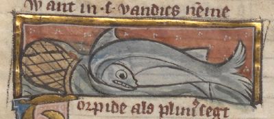 Scarus escaping a trap