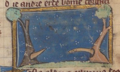 Woodworms eating into tree trunks