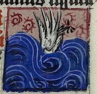 Mergus diving in water