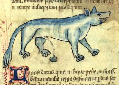 Lynx urinating to create a gem stone.