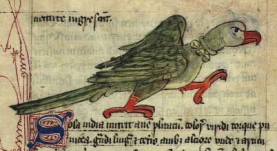 A parrot looking angry