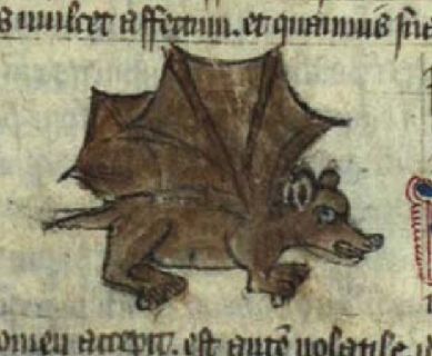 A small, fierce brown bat