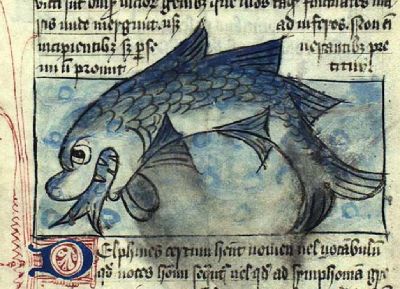 Dolphin swallowing a small fish