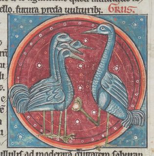 Five cranes, one standing on one leg