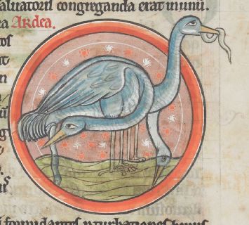 Heron eating an eel