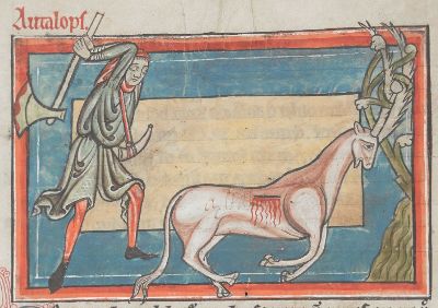 Antelope attacked by hunter