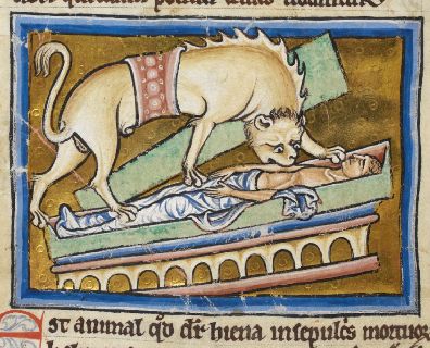 Hyena eating a corpse in a tomb