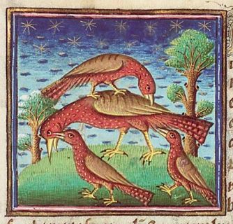 Hoopoe groomed by young