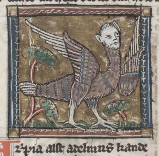 Harpy, bird with human face