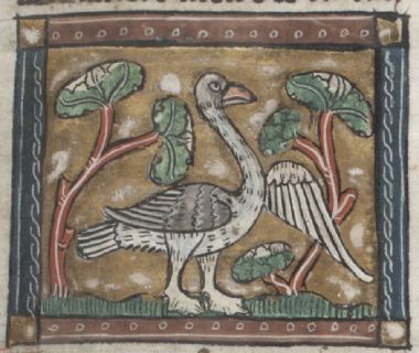 Goose with large orange beak